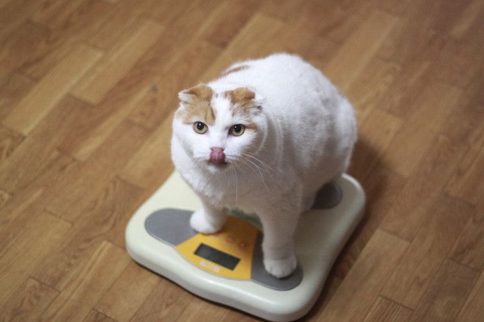 体重計に乗る猫