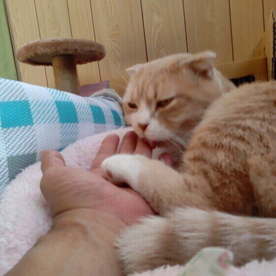 スコティッシュフォールドのミーくん