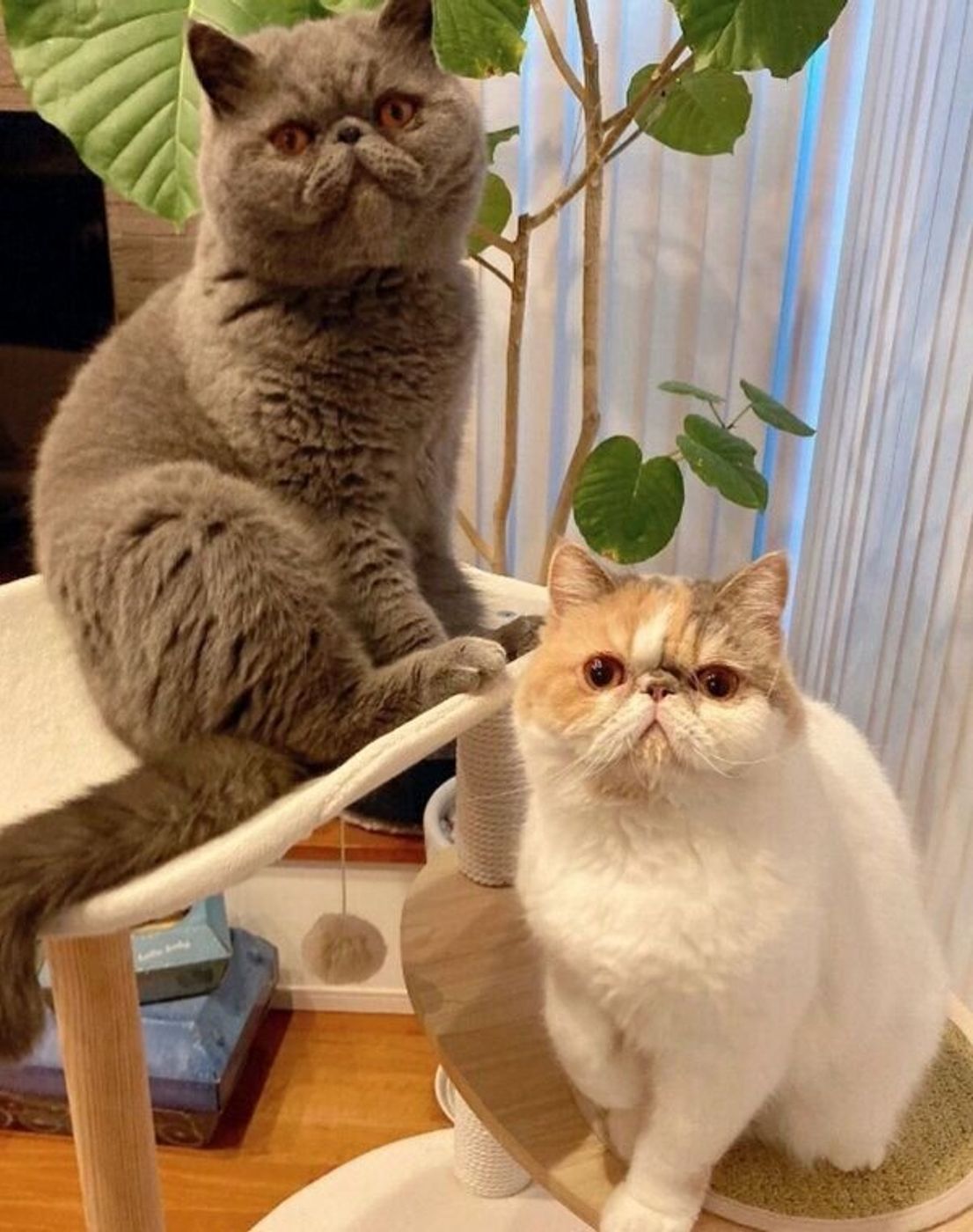 ドアを開けた途端 疲れがとれそう パパの帰宅を待つニャンズの 大好き が伝わるお出迎え ねこのきもちweb Magazine ドアを開けた途端 疲れがとれそう パパの帰宅を待つニャンズの 大好き が伝わるお出迎え ねこのきもちweb Magazine