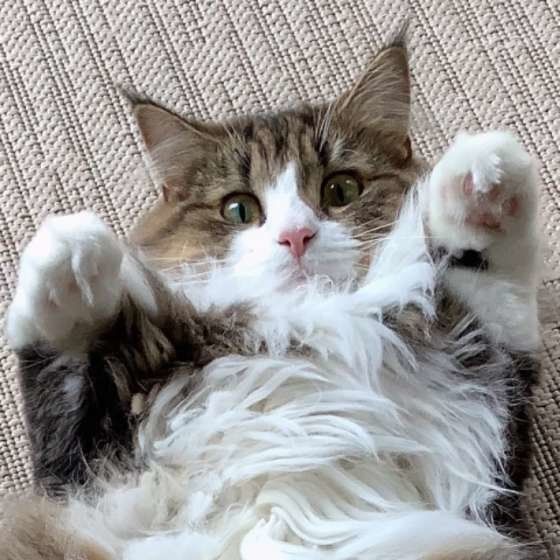 寝転がるノルウェージアンフォレストキャット