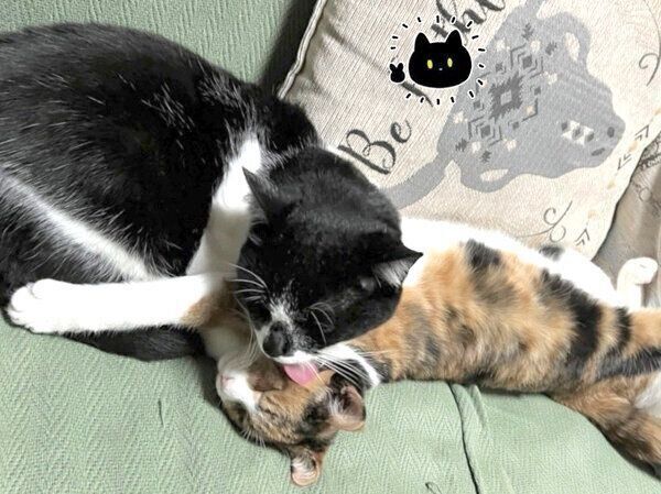 チビちゃんの毛づくろいをするまめさん