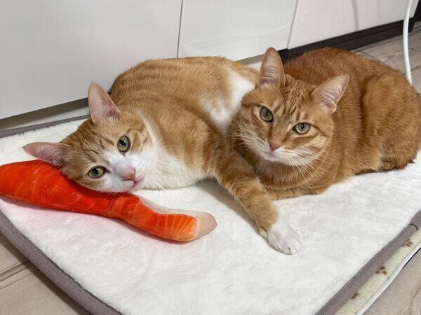 仲良しなクウちゃん、カイちゃん