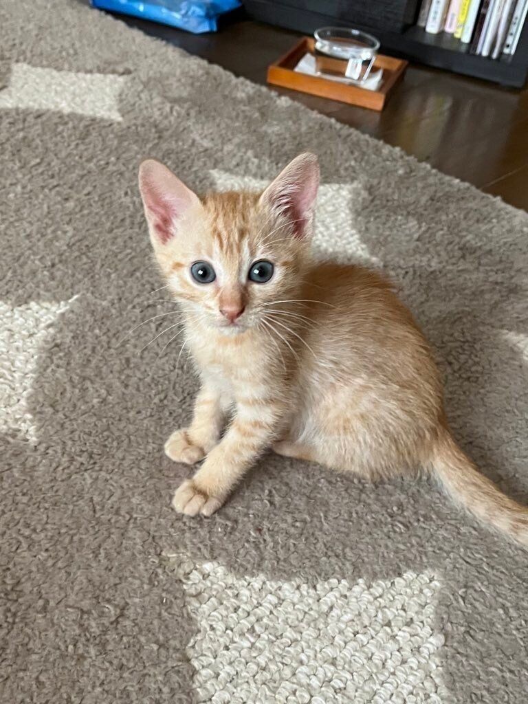 飼い主を見る生後1カ月半の子猫