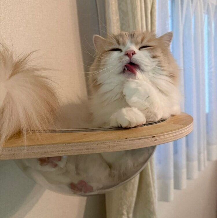 毛づくろいをするねぎまくん