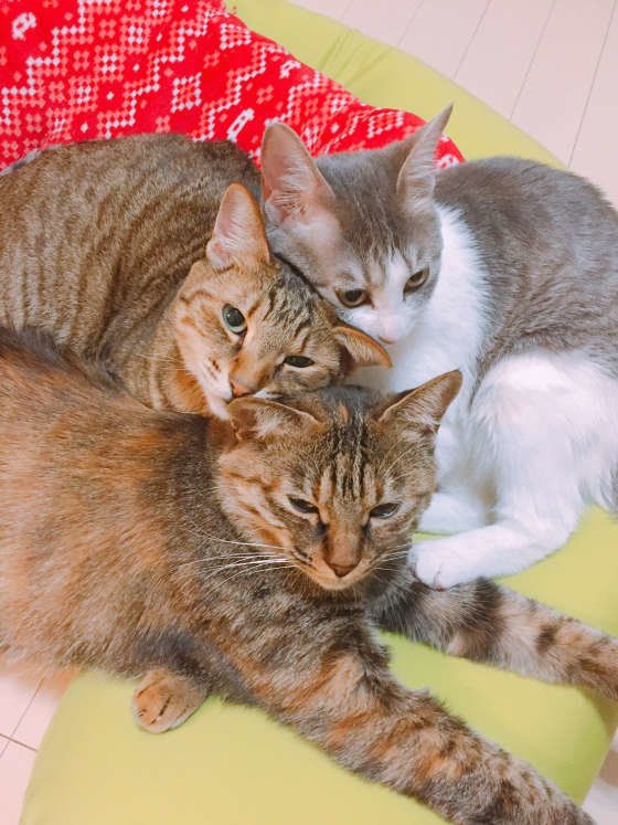 寄り添っている3匹の猫