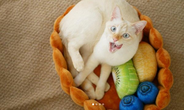 「スイーツにゃんこクッション」で寝る猫
