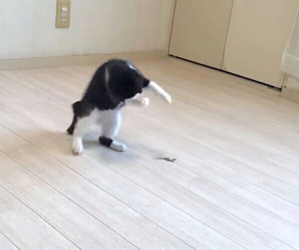 煮干しを与えたら荒ぶってしまったむーくん