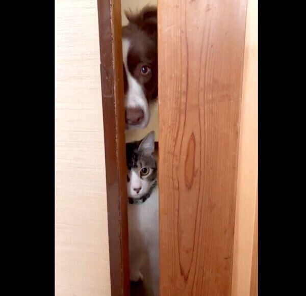 覗き込むメッシくんとゆにちゃん