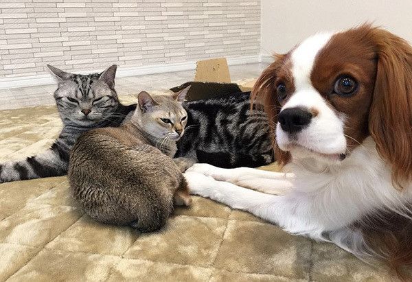 キャバリアとシンガプーラとアメリカンショートヘア