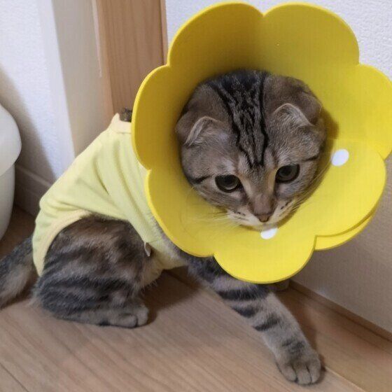 キジトラのラムネちゃん