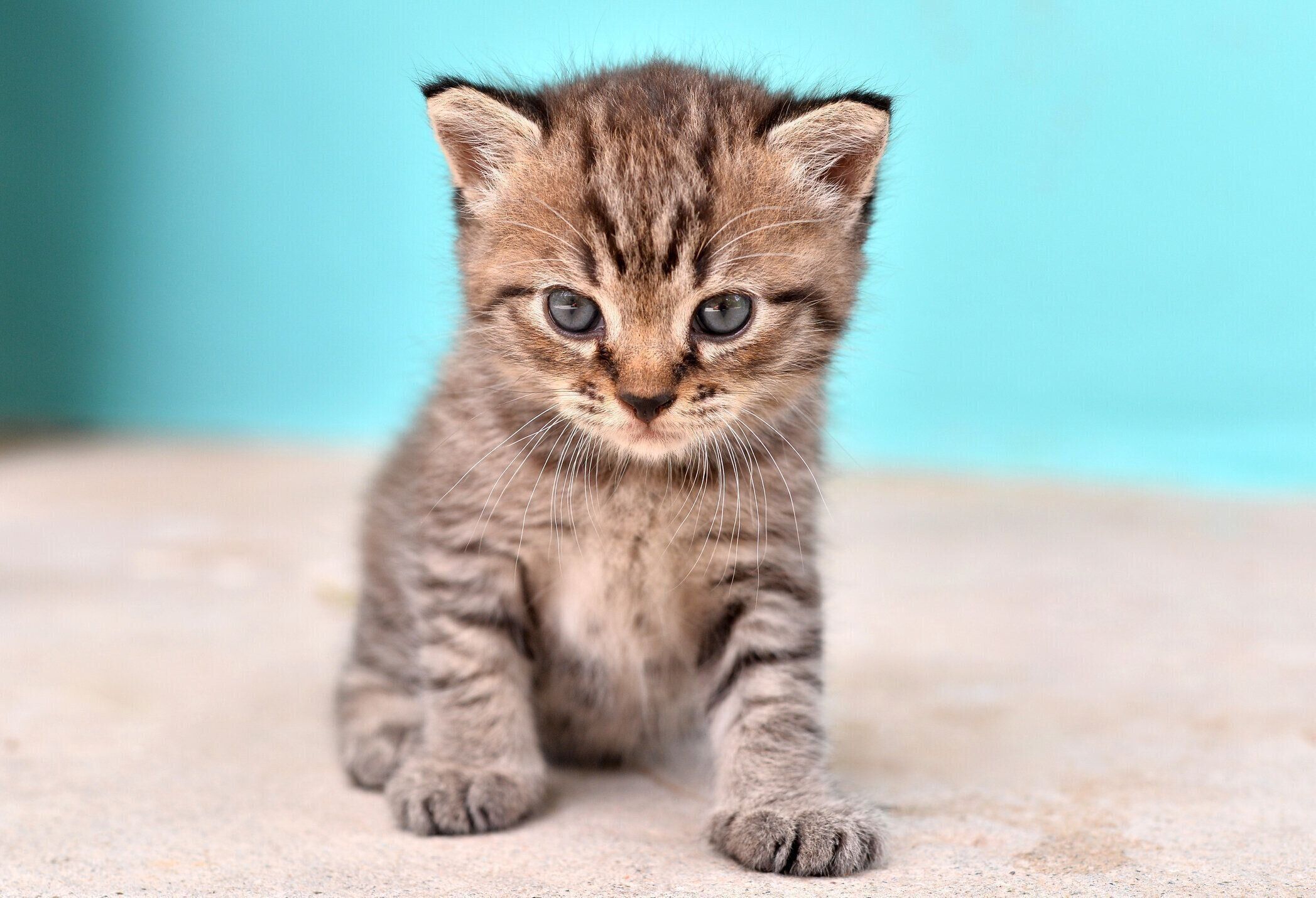 キジトラ柄の子猫