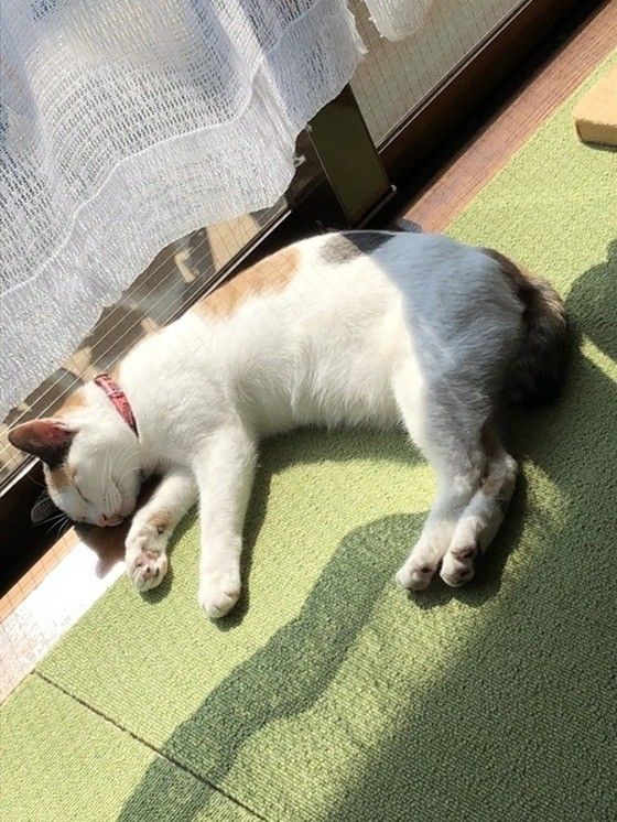 ミケのねねちゃん