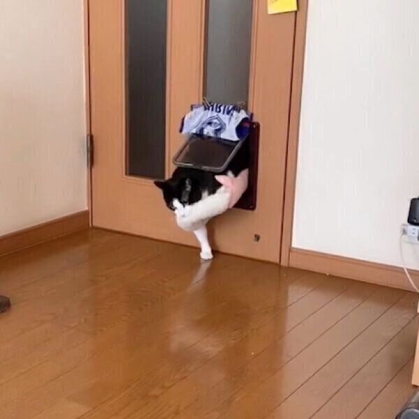 ベッドを運ぶもみじちゃん