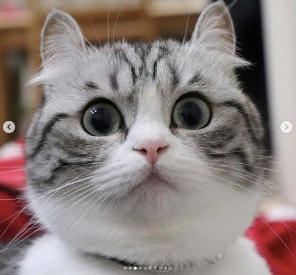 マンチカンのこまるちゃん