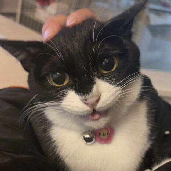 Mix（黒×白）のもみじちゃん♪