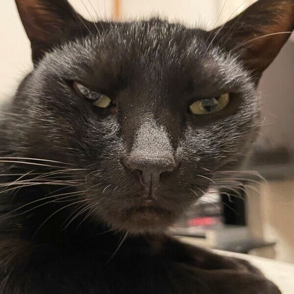 眠そうな表情のうにくん