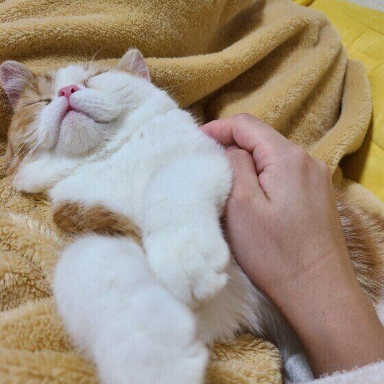  虎太郎  マンチカンもっと撫でるにゃー