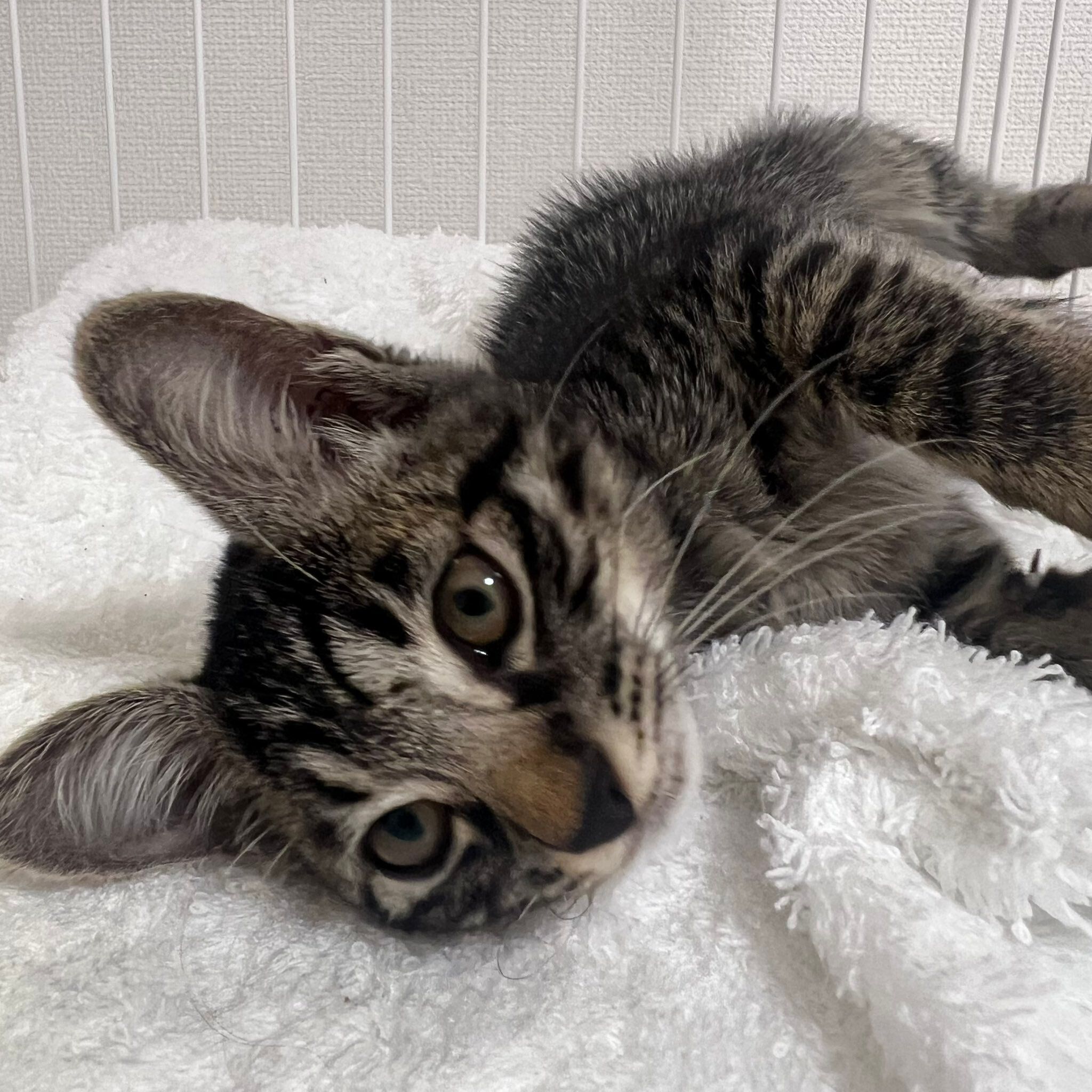 生後約1カ月半の猫