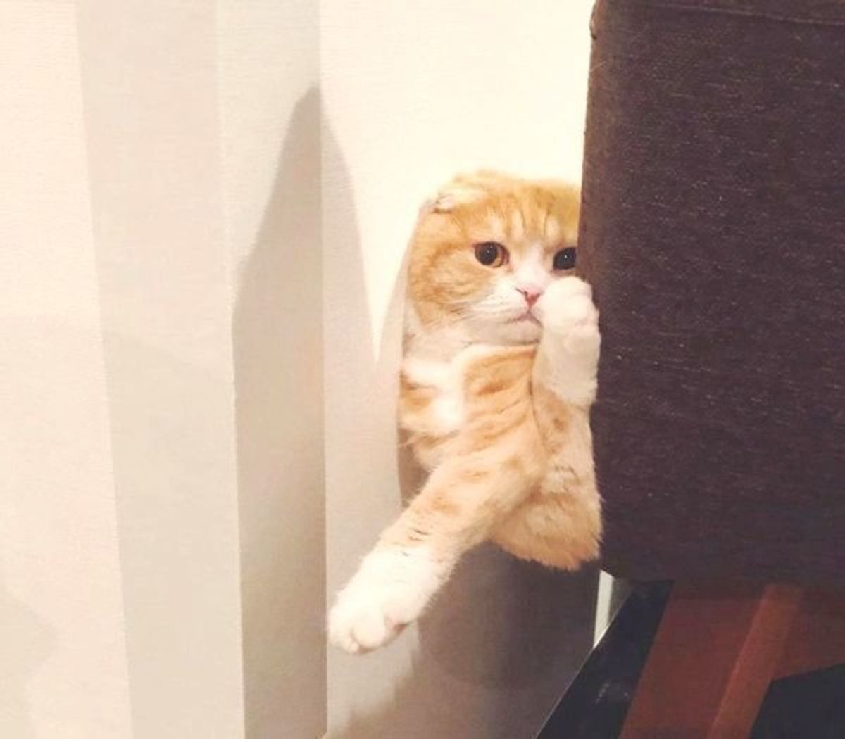 猫 なの ニャンコの衝撃の後ろ姿にざわつきが止まらない 笑 ねこのきもちweb Magazine 猫 なの ニャンコの衝撃の後ろ姿にざわつきが止まらない 笑 ねこのきもちweb Magazine