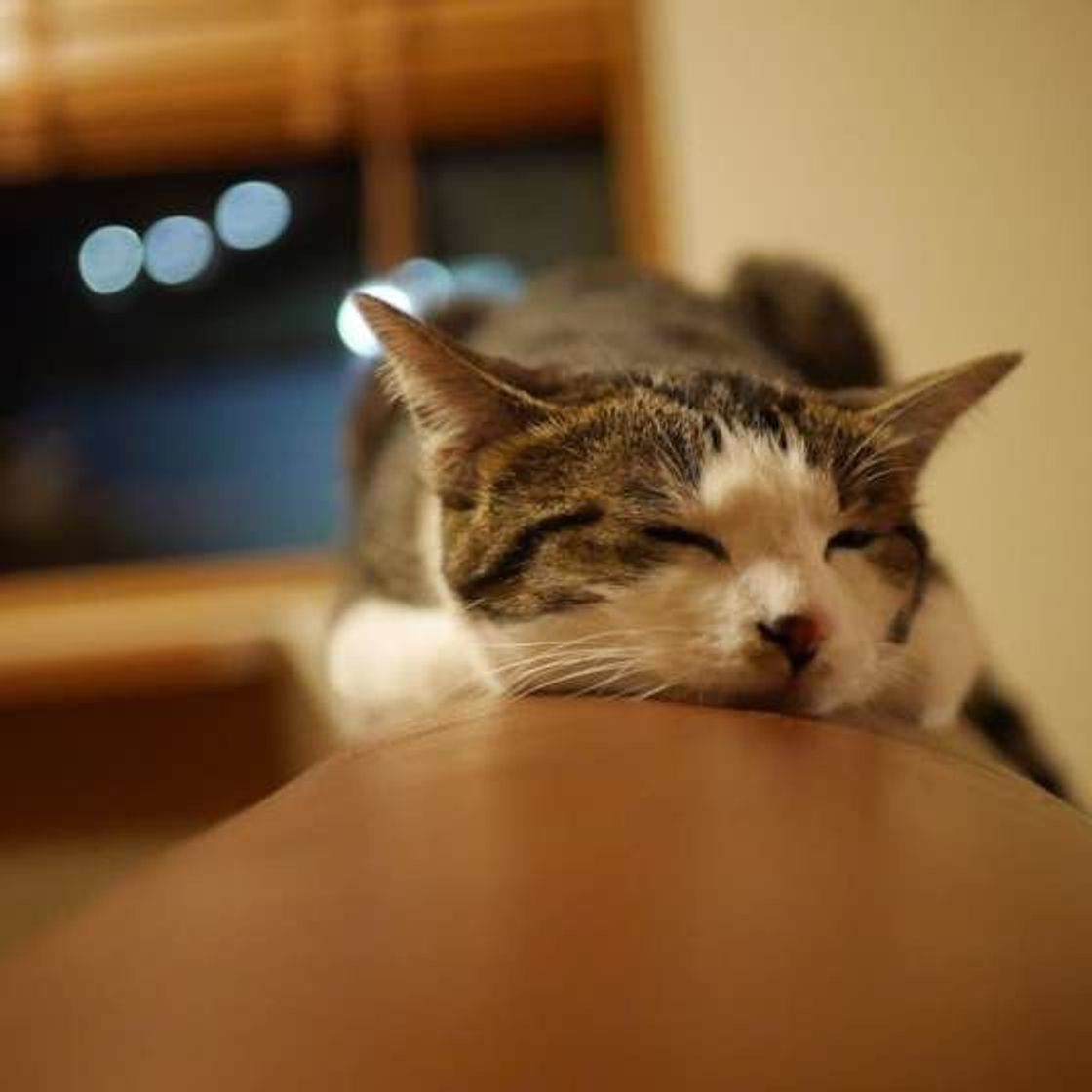 猫の家出を防止するために 猫の気持ちと対策を解説 ねこのきもちweb Magazine 猫の家出を防止するために 猫の気持ちと対策を解説 ねこのきもちweb Magazine