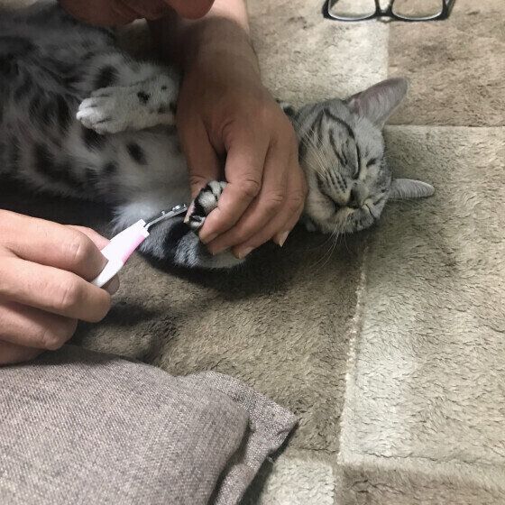 アメリカンショートヘアの銀時くん