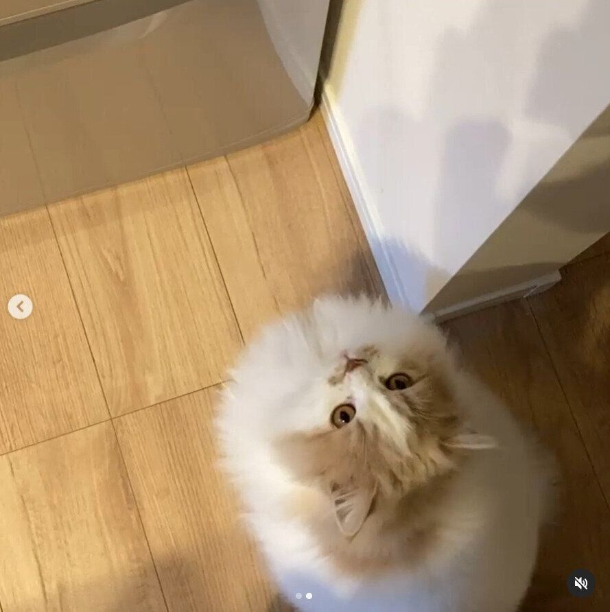 ごはんを催促する猫