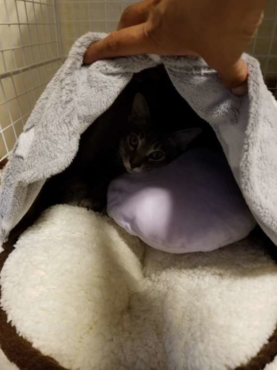 最近寒いので、テント型のベット買い与えたらさっそく引きこもりました(笑)