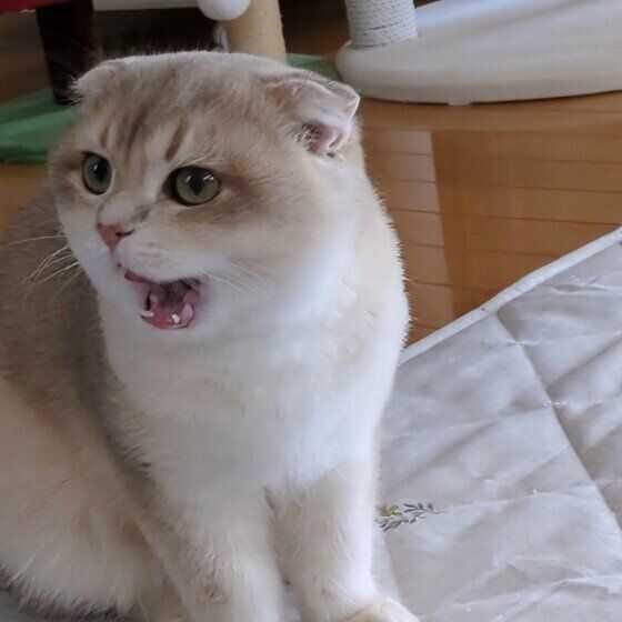 ごはんオネダリの時はめっちゃ鳴く
