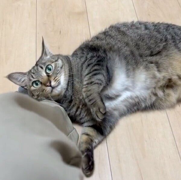 ご主人のそばで寝転がる小豆ちゃん