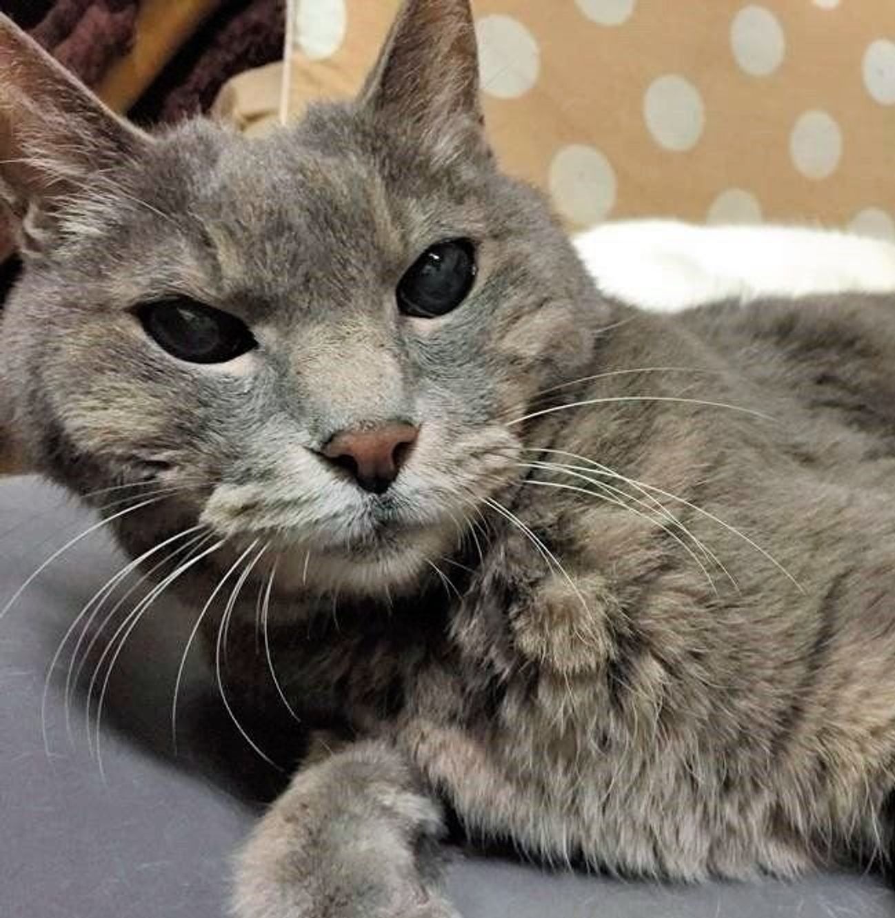 猫が甲状腺機能亢進症と診断されたけど元気そうなのはなぜ 獣医師が解説します ねこのきもちweb Magazine 猫が甲状腺機能亢進症と診断されたけど元気そうなのはなぜ 獣医師が解説します ねこのきもちweb Magazine