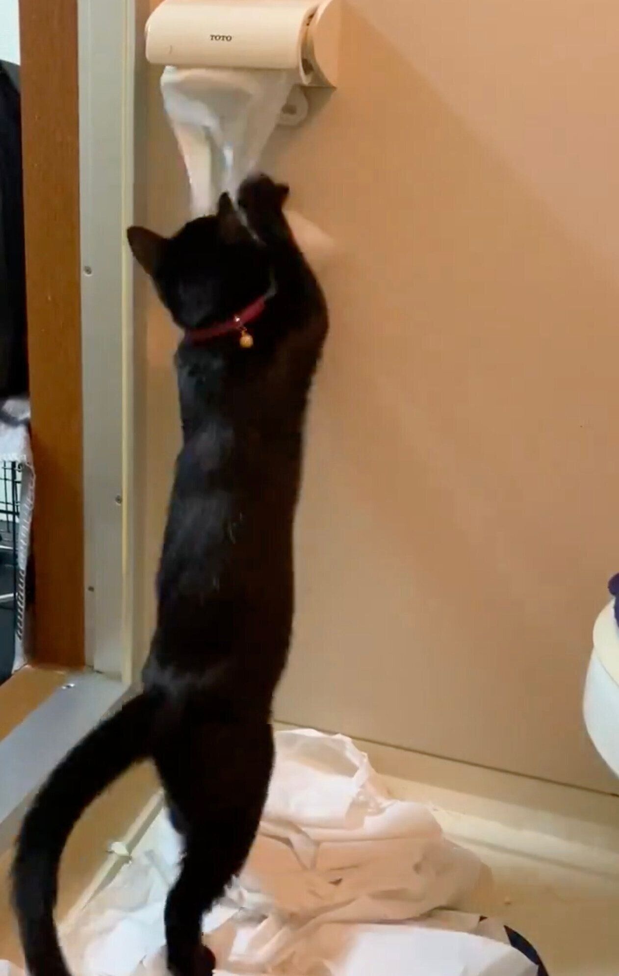 飼い主さんの家に来たばかりのころのぷにゃちゃん