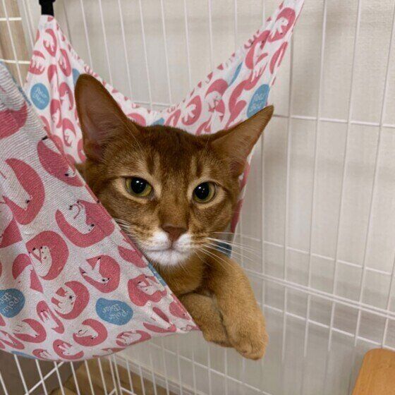 ハンモックでくつろぐアビシニアン