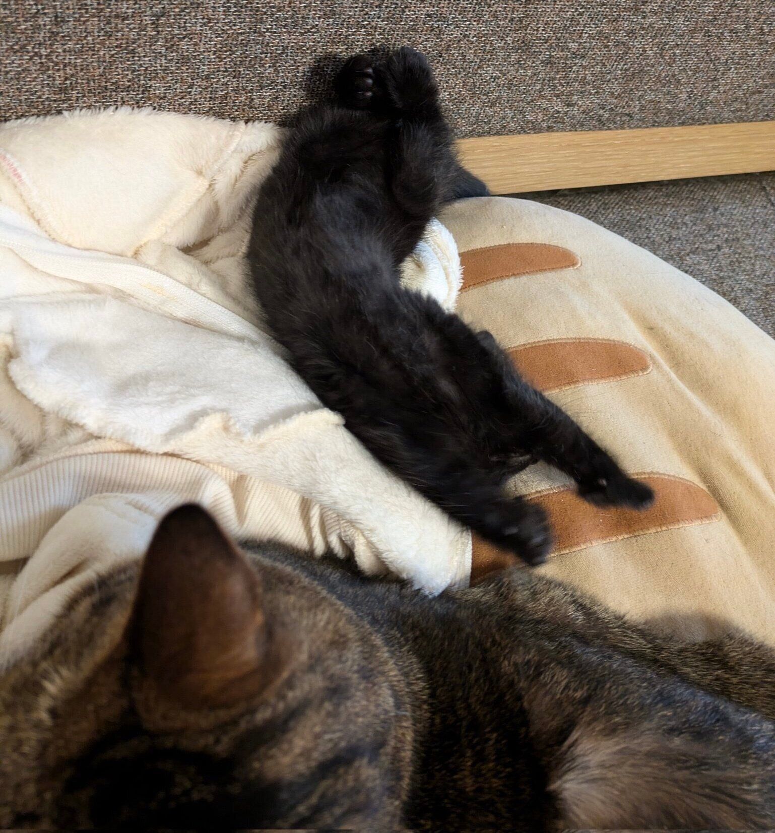 家に迎えて1週間経たないうちから、兄猫・くろまめくん（取材時4才）の真横でヘソ天しているおはぎくんの姿も。