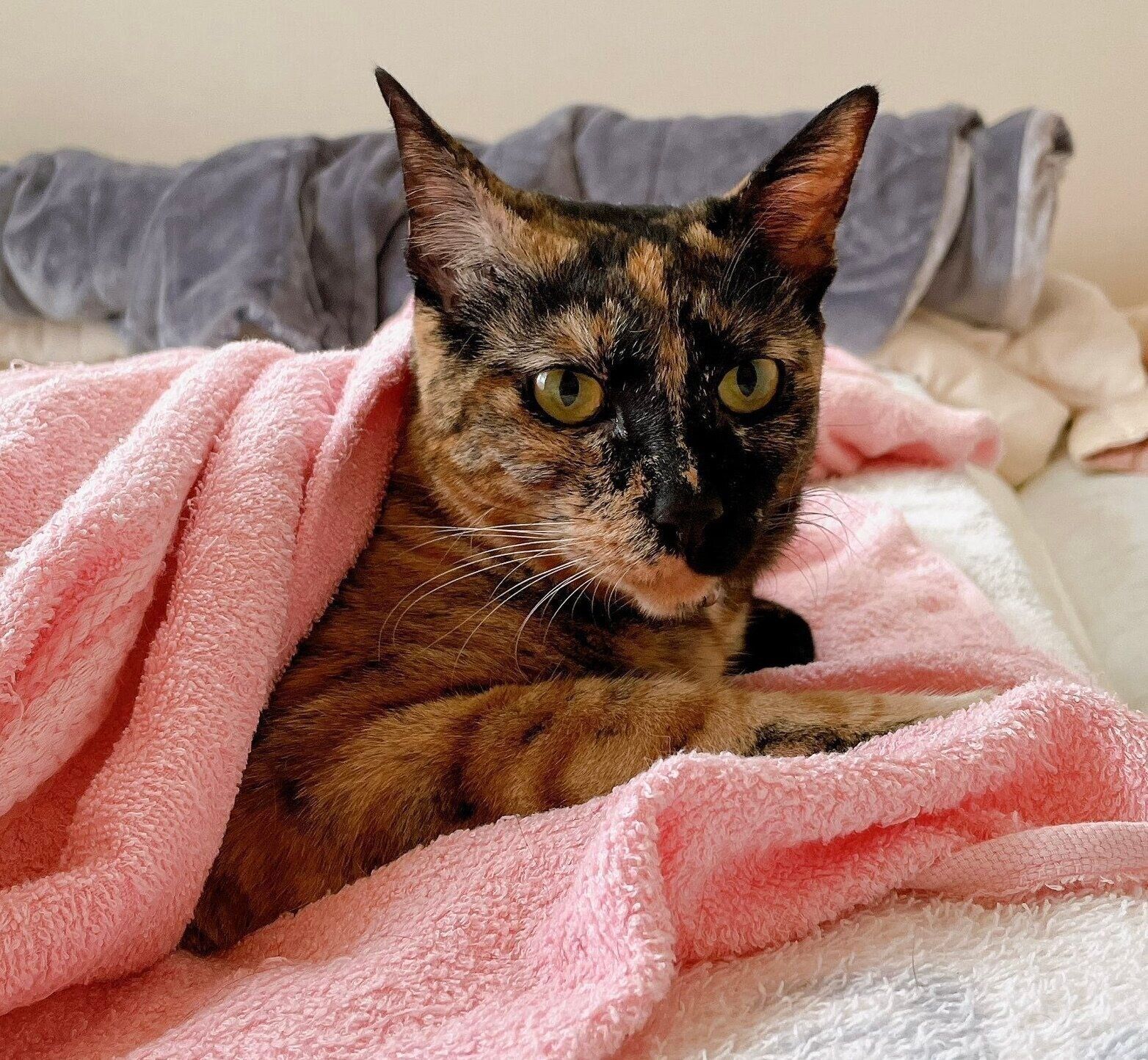 まったりするワサビちゃん