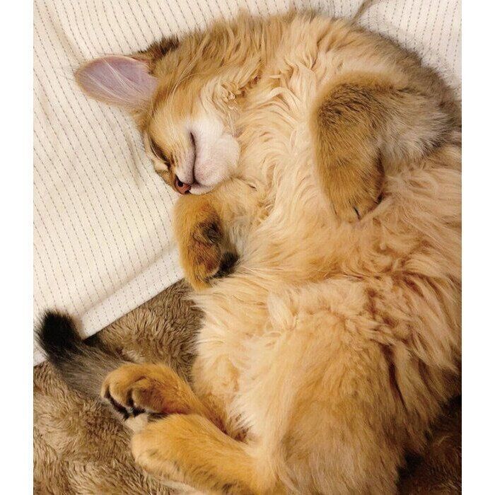 生後3カ月のころに撮影したコンタくん