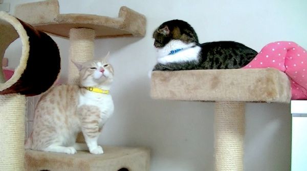 見つめ合うマンチカン