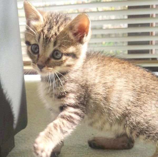 手をあげるモモちゃん