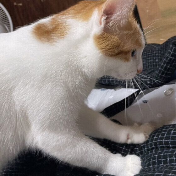 MIX茶×白のゆりちゃん