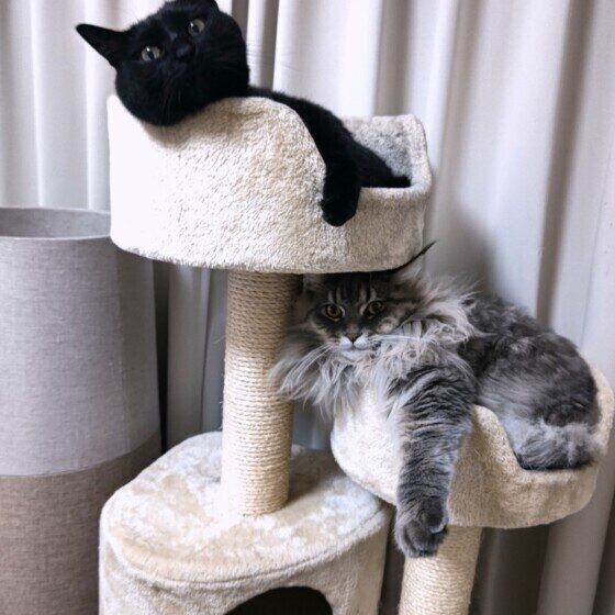 猫タワーの一番上に登るジジくん