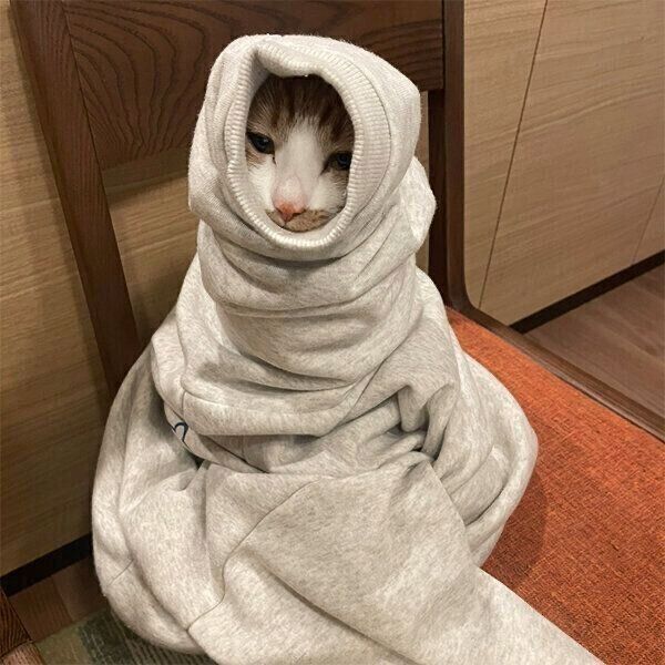 スウェットの中に入るぽむちゃん