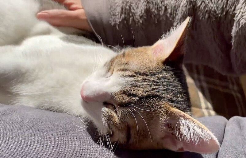 飼い主さんの太ももの横でくつろぐくろみつくん
