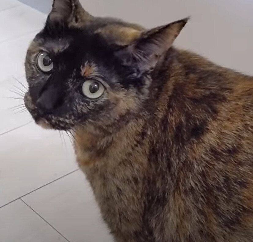 ねこ　モモちゃん