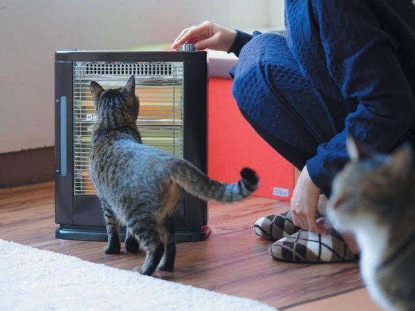 あなたと暮らす愛猫の世界には22の好きがあふれている