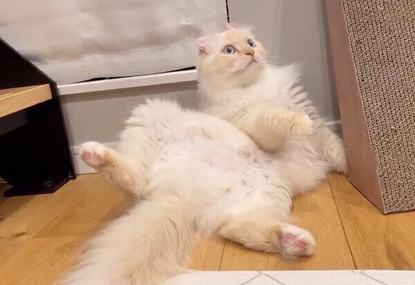 なにかに気づくおこめちゃん