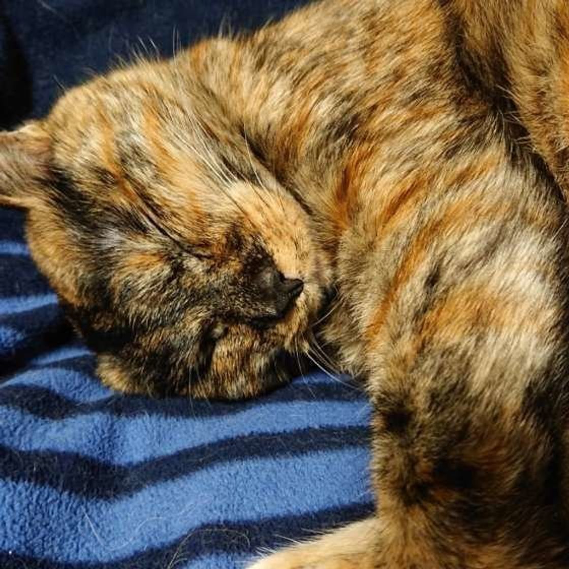 猫の サビ柄 ってどんな毛柄 オレンジと黒が生み出す個性に注目 ねこのきもちweb Magazine 猫の サビ柄 ってどんな毛柄 オレンジと黒が生み出す個性に注目 ねこのきもちweb Magazine