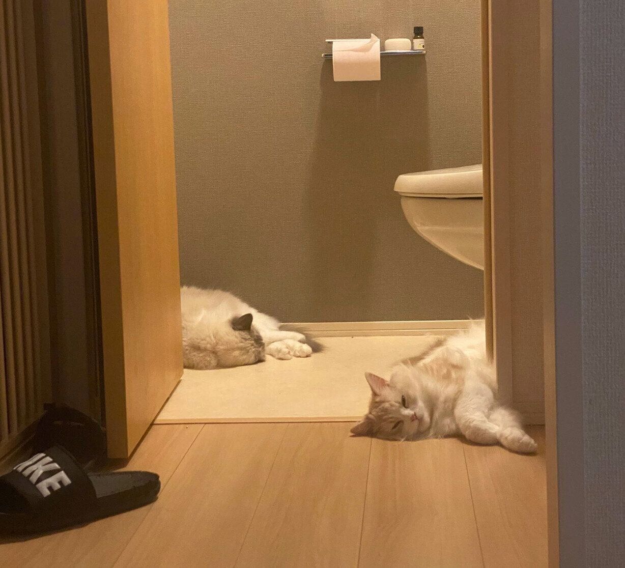 トイレでまったりするもなかくんたち