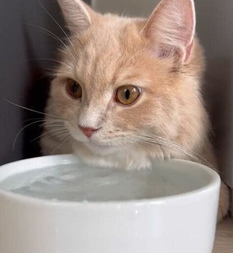 座りながら水を飲むきなこくん