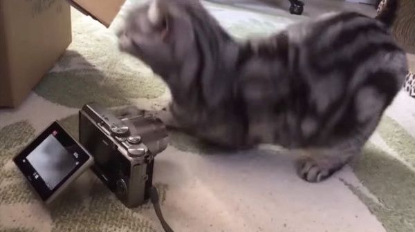 かまってほしい猫