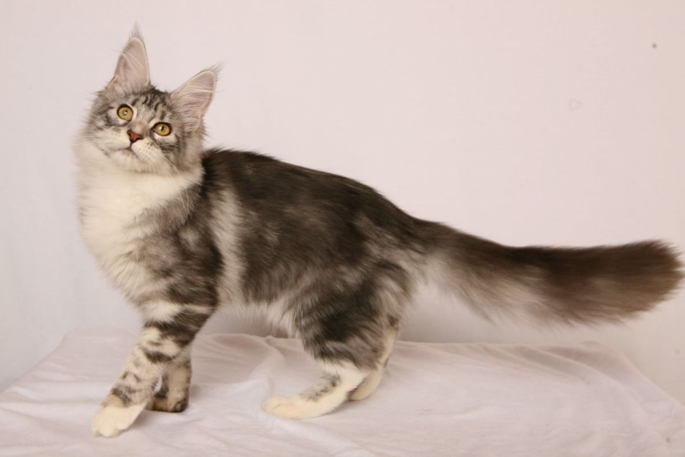 大猫 半端ないって 驚くほど大きな猫って意外といた ねこのきもちweb Magazine 大猫 半端ないって 驚くほど大きな猫って意外といた ねこのきもちweb Magazine