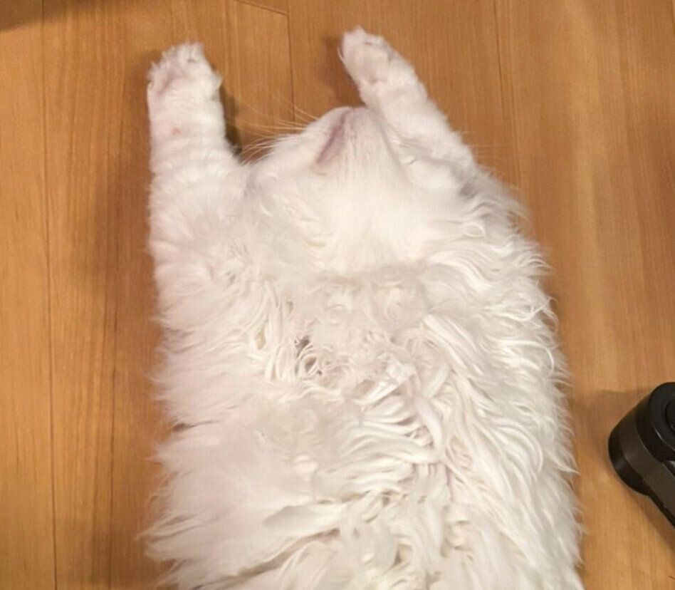 ヘソ天&バンザイ寝をするトロくん